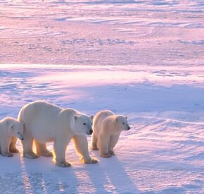 Polar bear with cubs in Canadian Arctic